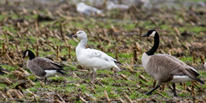 Snow Goose and Cackling Goose